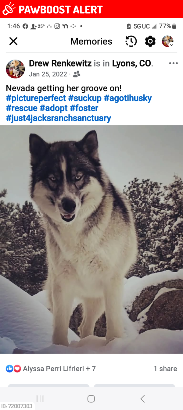 Lost Female Dog last seen Pikes Peak Animal Shelter, Colorado Springs, CO 80903