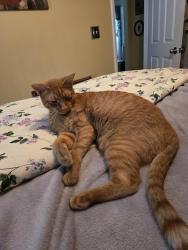Lost Male Cat last seen Oakdale/hwy 86, Hillsborough, NC 27278