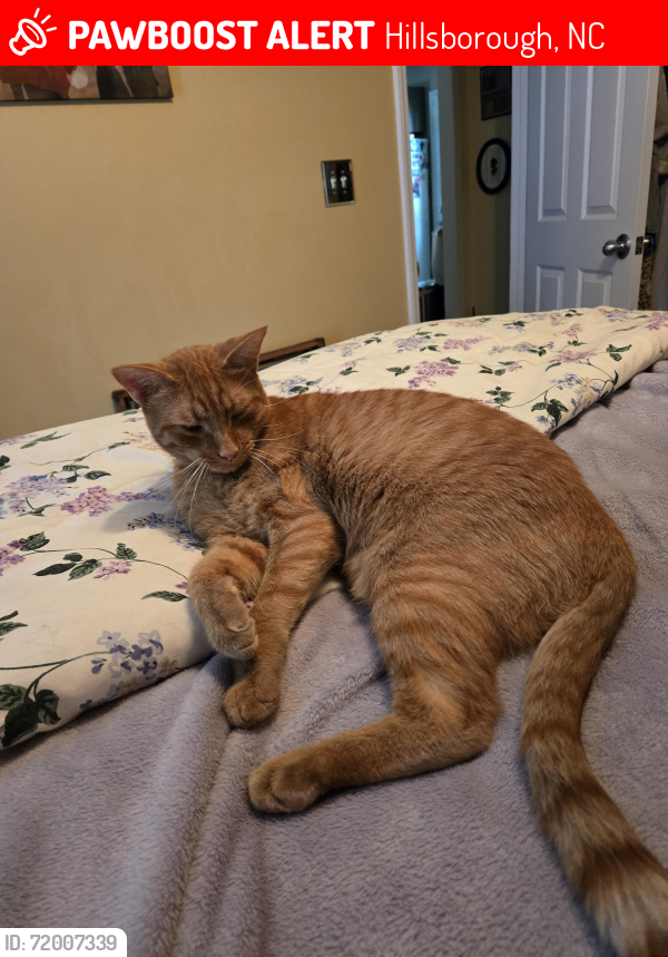 Lost Male Cat last seen Oakdale/hwy 86, Hillsborough, NC 27278