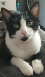 Lost Female Cat last seen Girard Ave & Ramsey St, Fayetteville, NC 28311