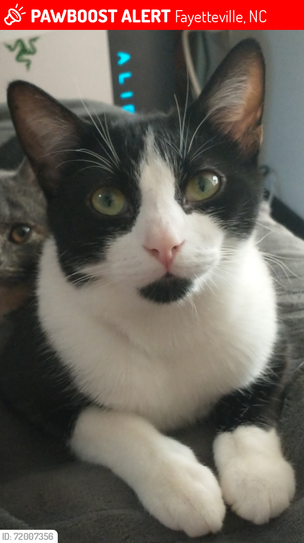 Lost Female Cat last seen Girard Ave & Ramsey St, Fayetteville, NC 28311
