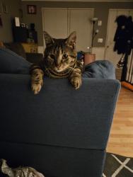 Lost Male Cat last seen Se 5th street, Gresham, OR 97080
