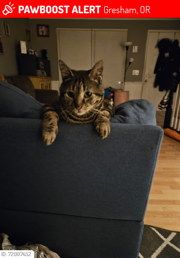 Lost Male Cat last seen Se 5th street, Gresham, OR 97080