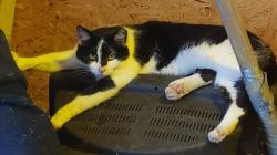 Lost Female Cat last seen Torredge Road, Snow Hill Road, Goodwin Road, Treyburn, Durham, NC 27712