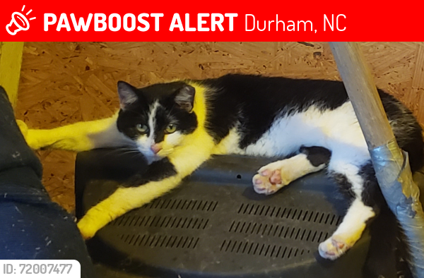 Lost Female Cat last seen Torredge Road, Snow Hill Road, Goodwin Road, Treyburn, Durham, NC 27712