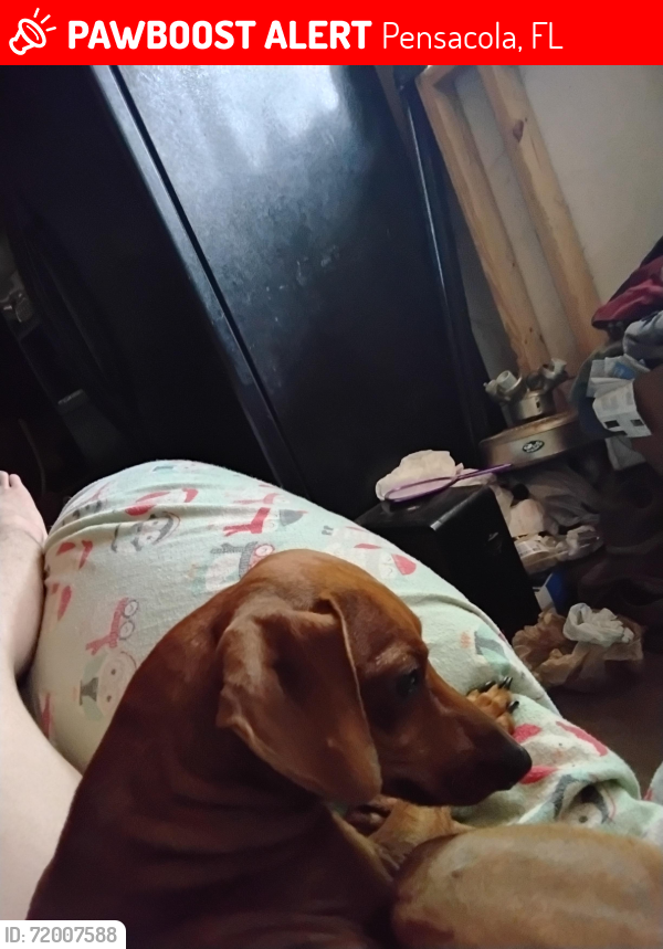 Lost Male Dog last seen Annette street, Pensacola, FL 32506