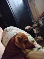 Lost Male Dog last seen Annette street, Pensacola, FL 32506