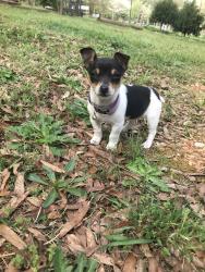 Lost Female Dog last seen blythewood oil company, Ridgeway, SC 29130