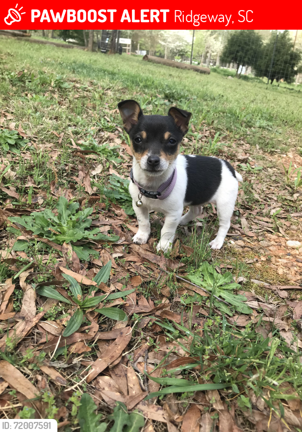 Lost Female Dog last seen blythewood oil company, Ridgeway, SC 29130