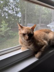 Lost Male Cat last seen Pine Valley Drive, Vienna, VA 22180