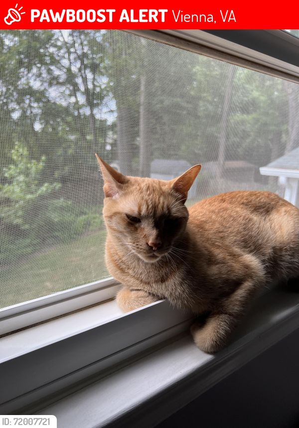 Lost Male Cat last seen Pine Valley Drive, Vienna, VA 22180