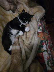 Lost Male Cat last seen Near Pine Street Brooklyn 11208, Brooklyn, NY 11208