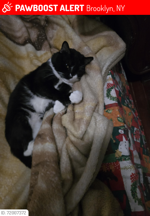 Lost Male Cat last seen Near Pine Street Brooklyn 11208, Brooklyn, NY 11208