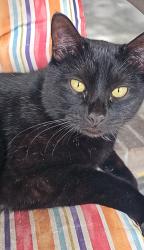 Lost Male Cat last seen Paul Revere , Jacksonville, FL 32208