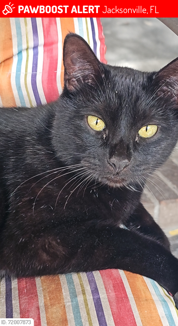 Lost Male Cat last seen Paul Revere , Jacksonville, FL 32208