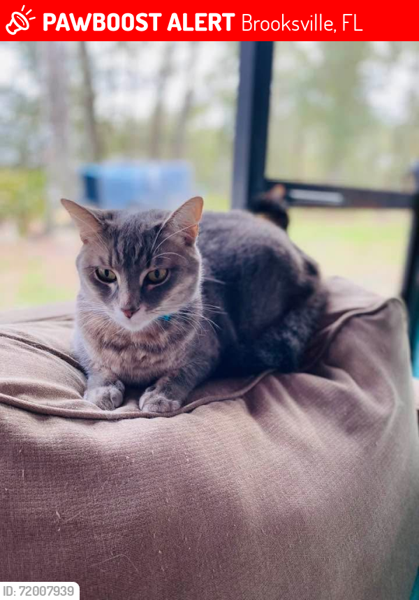 Lost Female Cat last seen Croom Rd , across from Tree Farm, Brooksville, FL 34601