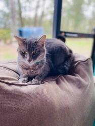 Lost Female Cat last seen Croom Rd , across from Tree Farm, Brooksville, FL 34601