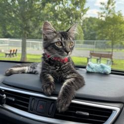 Lost Male Cat last seen Entrance to the park he was running and scare for noise , Newark, NJ 07114