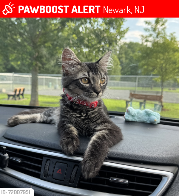 Lost Male Cat last seen Entrance to the park he was running and scare for noise , Newark, NJ 07114