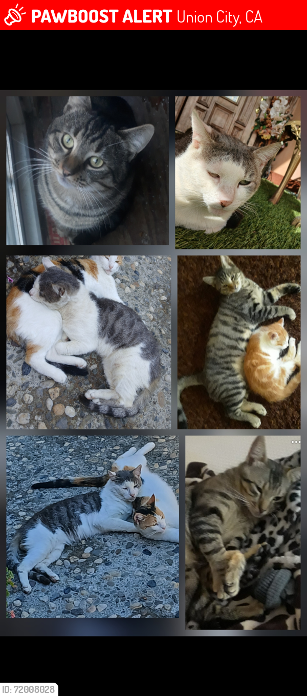 Lost Male Cat last seen 3rd an C st Union city ca , Union City, CA 94587