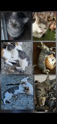 Lost Male Cat last seen 3rd an C st Union city ca , Union City, CA 94587