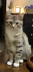 Lost Male Cat last seen Barker Cypress/Morton Rd, Houston, TX 77084