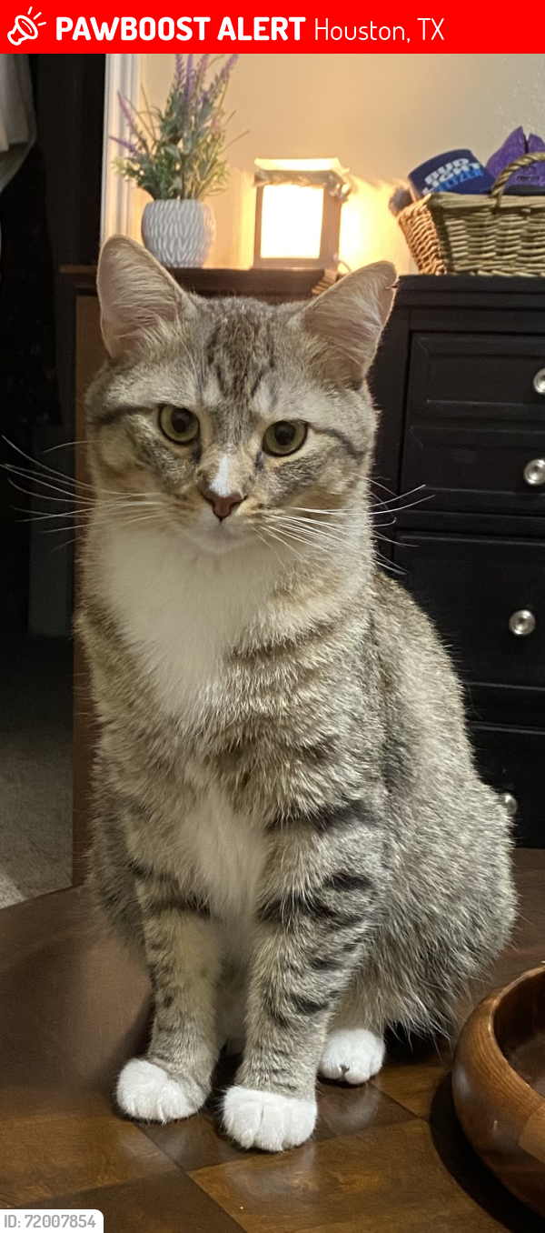 Lost Male Cat last seen Barker Cypress/Morton Rd, Houston, TX 77084
