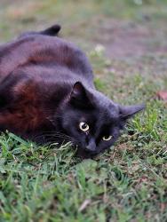 Lost Female Cat last seen Olive Street , Newark, CA 94560