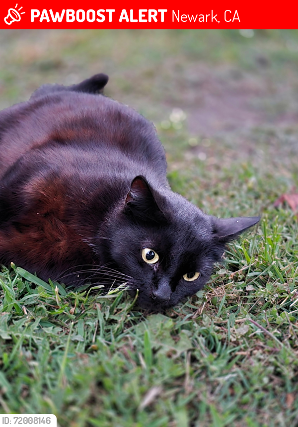 Lost Female Cat last seen Olive Street , Newark, CA 94560