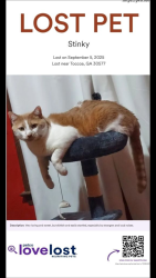 Lost Male Cat last seen Near Walmart Way, Eastanollee, GA 30538, Eastanollee, GA 30538