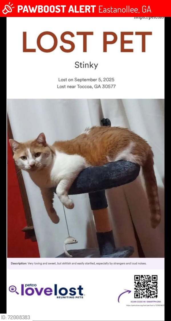 Lost Male Cat last seen Near Walmart Way, Eastanollee, GA 30538, Eastanollee, GA 30538