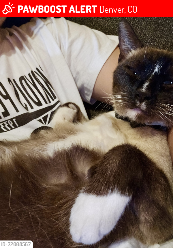 Lost Female Cat last seen Near S Michigan Way, Denver, Denver, CO 80219