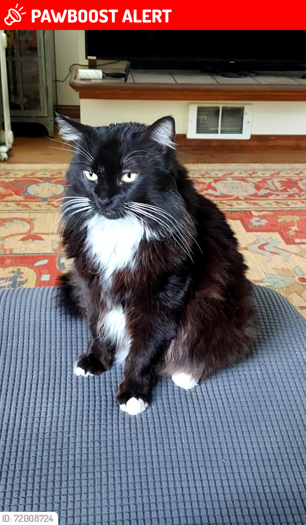 Lost Female Cat last seen 23rd ave SE and 165th Pl SE,Bot (Mays pond), Snohomish County, WA 98012