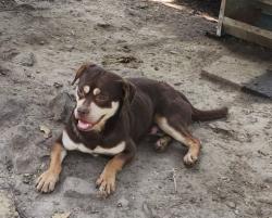 Lost Male Dog last seen Monterey and imperial , Ore City, TX 75683