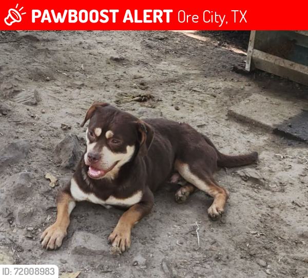Lost Male Dog last seen Monterey and imperial , Ore City, TX 75683