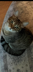 Lost Female Cat last seen Pamplico Hwy, Florence , Florence, SC 29501