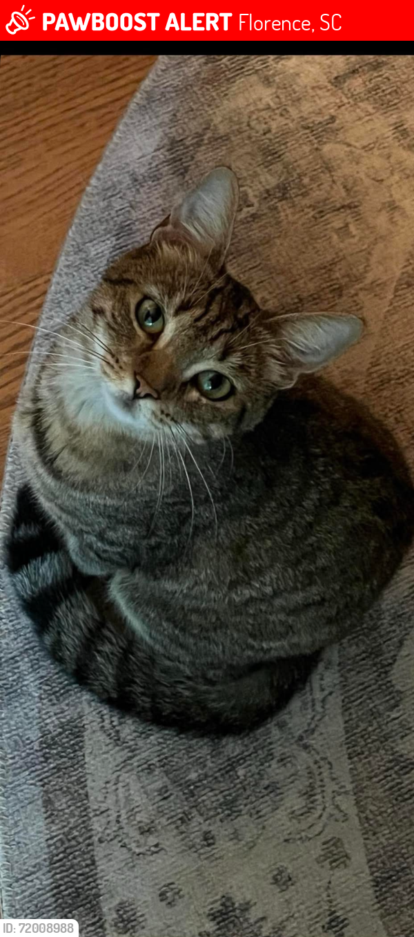 Lost Female Cat last seen Pamplico Hwy, Florence , Florence, SC 29501