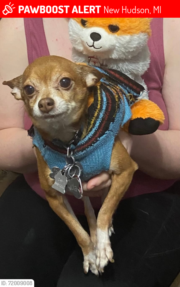 Lost Male Dog last seen Cobblestone village subdivision, New Hudson, MI 48165