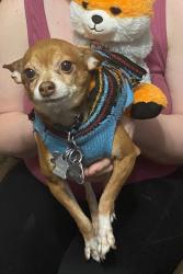 Lost Male Dog last seen Cobblestone village subdivision, New Hudson, MI 48165