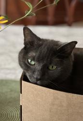 Lost Female Cat last seen Between Willis and Milton Avenues, Syracuse, NY 13204