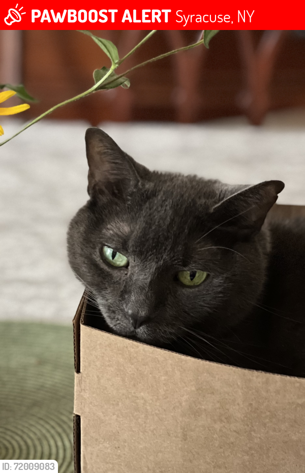 Lost Female Cat last seen Between Willis and Milton Avenues, Syracuse, NY 13204