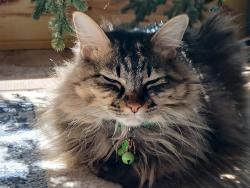 Lost Female Cat last seen Box Car Rd, Lufkin, TX 75904