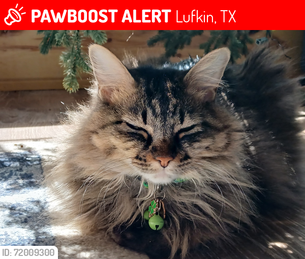 Lost Female Cat last seen Box Car Rd, Lufkin, TX 75904
