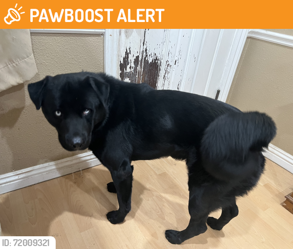 Found/Stray Male Dog last seen Maine Ave and durness, Durness, Scotland IV27