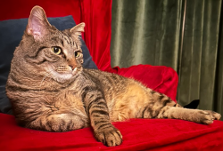 Lost Male Cat last seen 42nd and Ingersoll, Des Moines, IA 50312