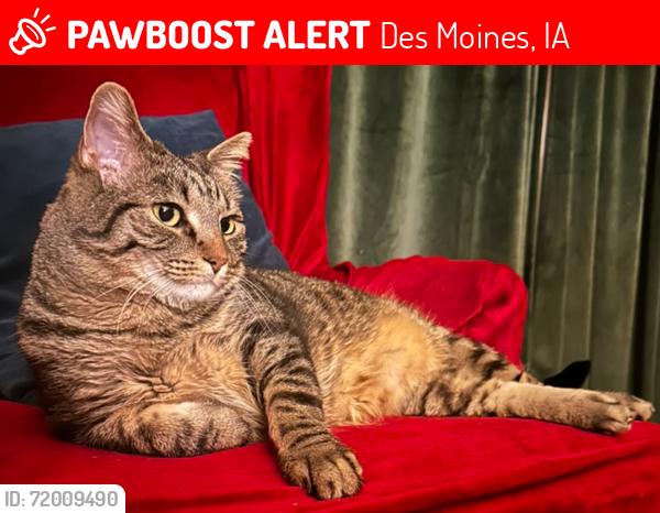 Lost Male Cat last seen 42nd and Ingersoll, Des Moines, IA 50312
