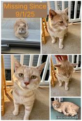 Lost Male Cat last seen Cherokee Rd & Guyton Rd, Williamston, SC 29697