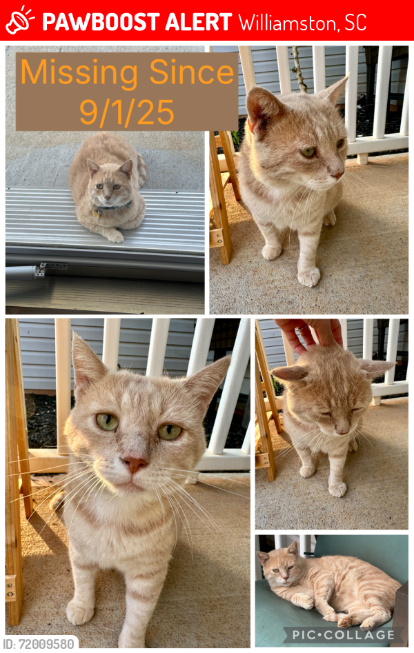 Lost Male Cat last seen Cherokee Rd & Guyton Rd, Williamston, SC 29697