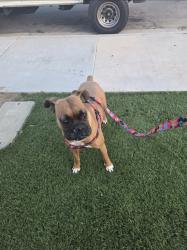 Lost Female Dog last seen Challis court 92553, Moreno Valley, CA 92553