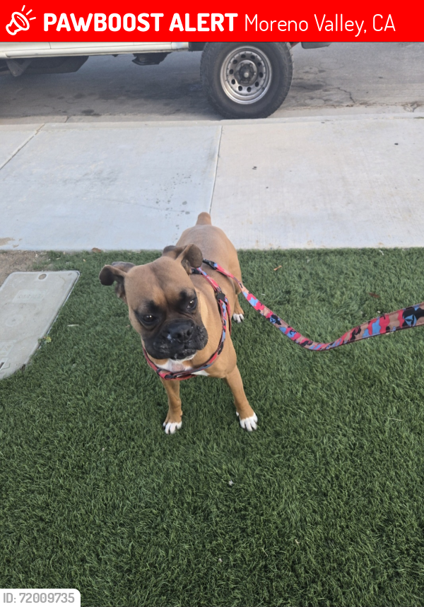 Lost Female Dog last seen Challis court 92553, Moreno Valley, CA 92553